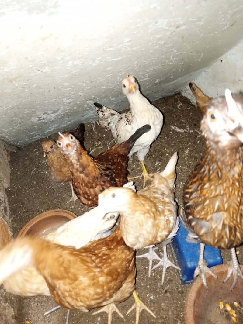 Golden misri chicks for sale 5