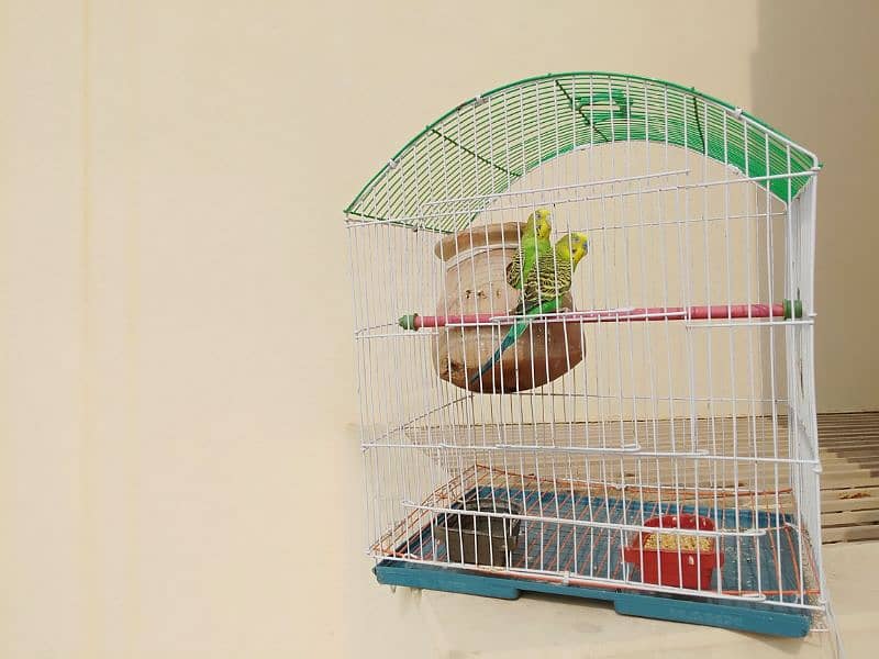 budgie parrots 0