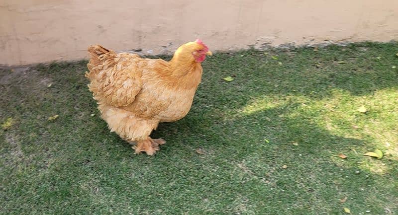 Golden Buff Heavy Hen 0