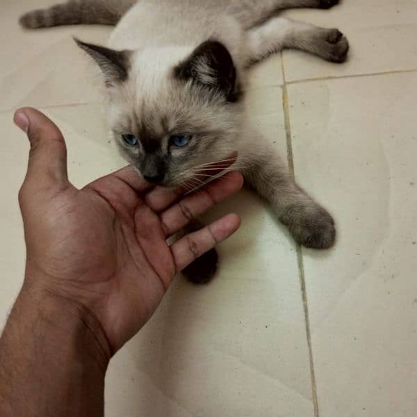 Himalayan saiemese kitten age 3 month female fully active blue eyes 1