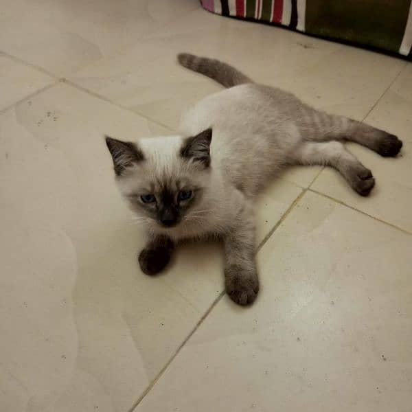 Himalayan saiemese kitten age 3 month female fully active blue eyes 2