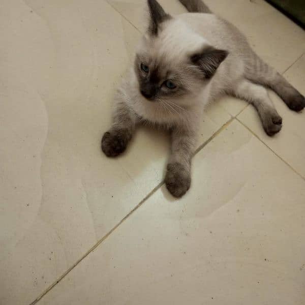 Himalayan saiemese kitten age 3 month female fully active blue eyes 3