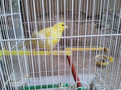 yellow Male canary