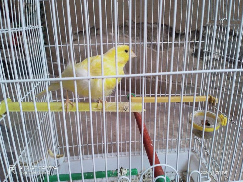 yellow Male canary 0