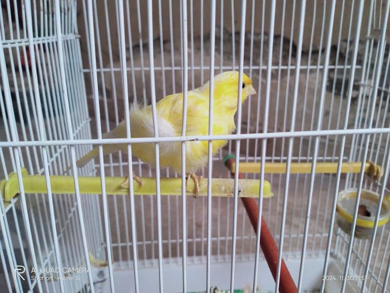 yellow Male canary 1