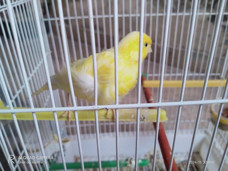 yellow Male canary 2