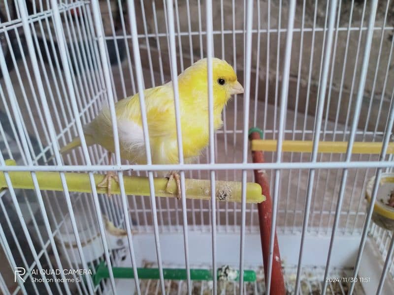 yellow Male canary 3