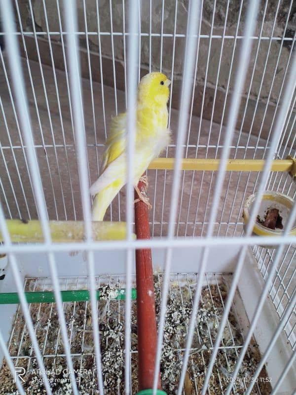 yellow Male canary 4