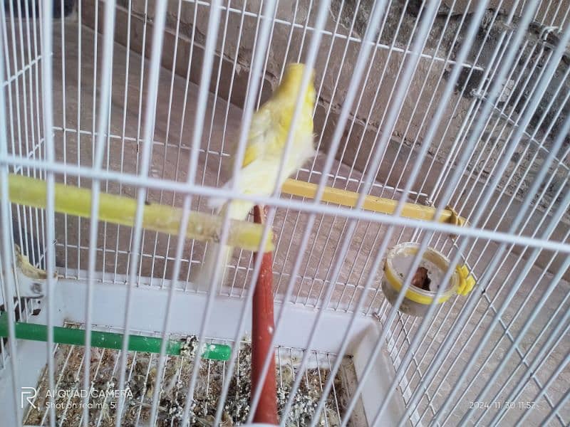 yellow Male canary 5