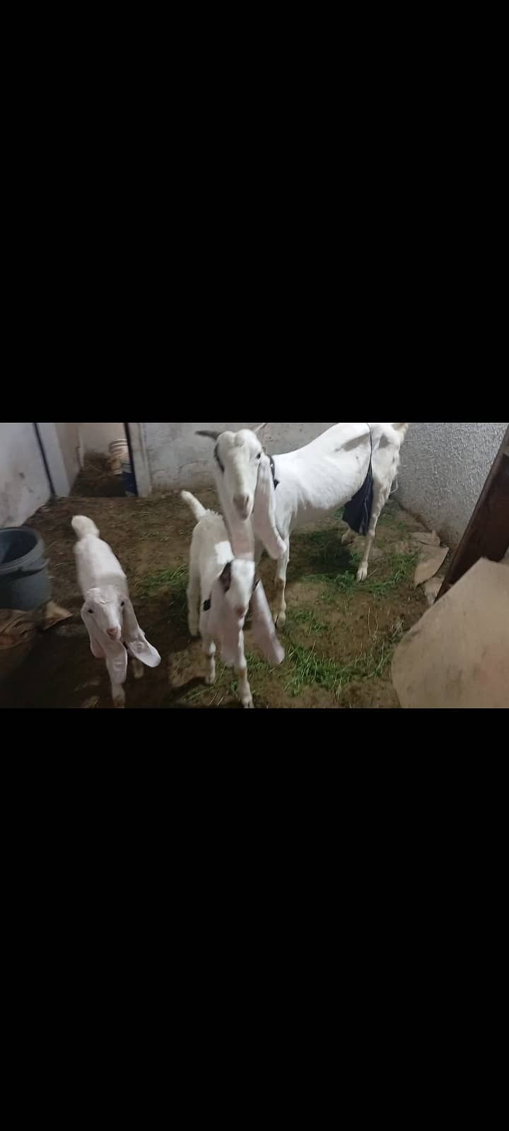 Gulabi bakri or 2 bache 4