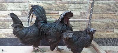 3 beautiful Ayam Cemani hen