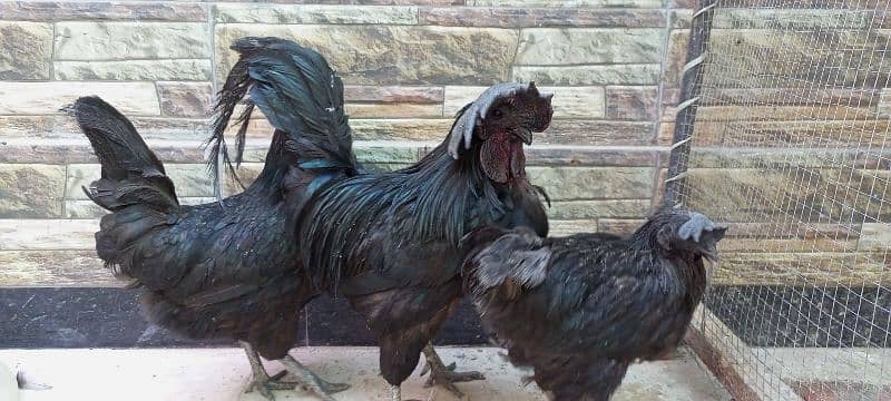 3 beautiful Ayam Cemani hen 0