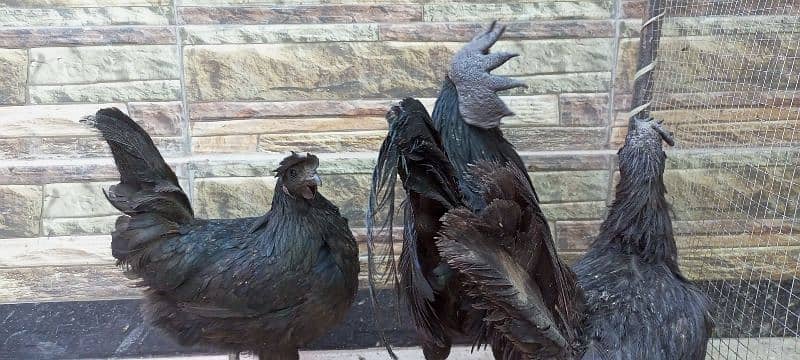 3 beautiful Ayam Cemani hen 1