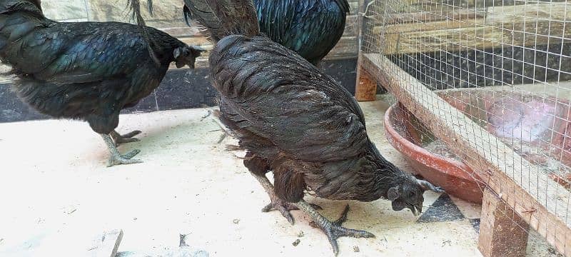 3 beautiful Ayam Cemani hen 2