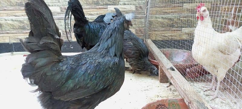 3 beautiful Ayam Cemani hen 3