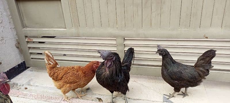 3 beautiful Ayam Cemani hen 4