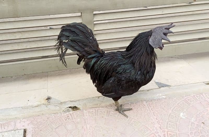 3 beautiful Ayam Cemani hen 5