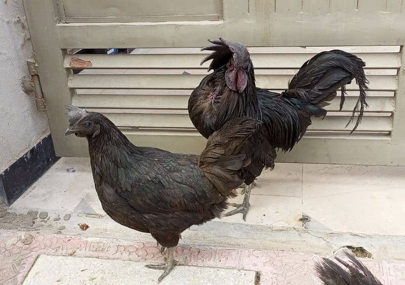 3 beautiful Ayam Cemani hen 6