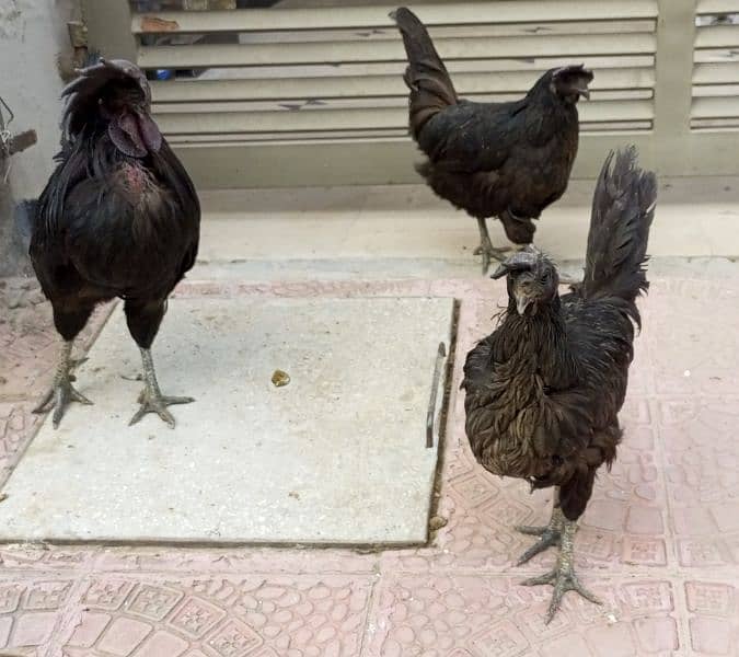 3 beautiful Ayam Cemani hen 7