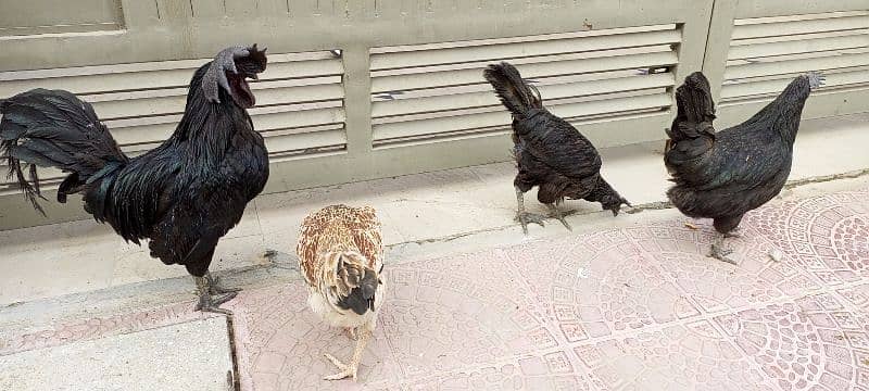 3 beautiful Ayam Cemani hen 8