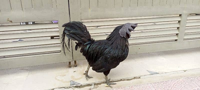 3 beautiful Ayam Cemani hen 9