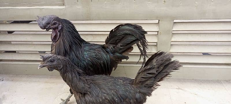 3 beautiful Ayam Cemani hen 10