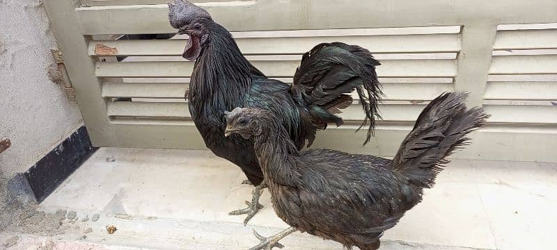 3 beautiful Ayam Cemani hen 11