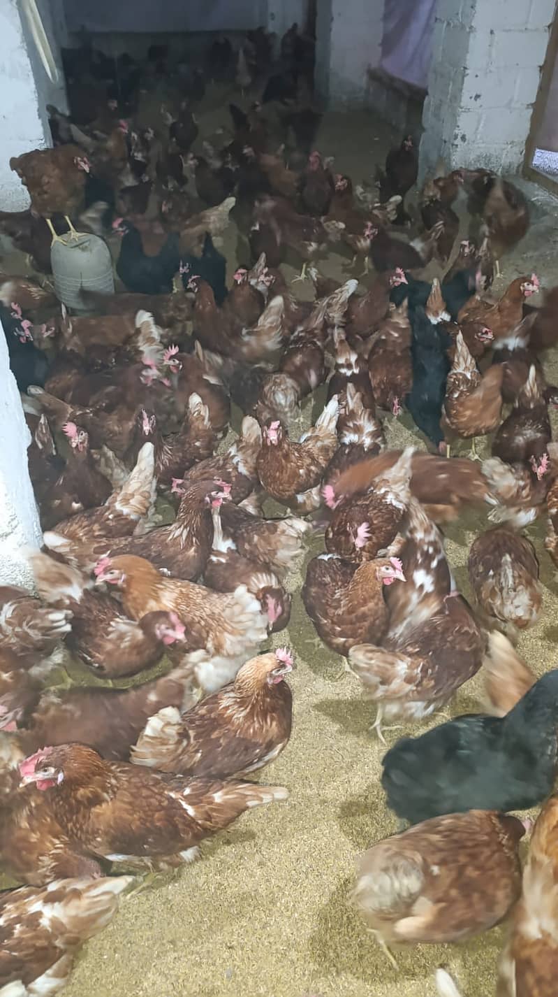 Lohman brown hens / Lohman Chicks / eggs laying murghi for sale 3