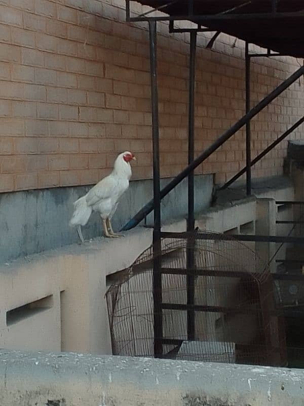 WHITE MURGHA FOR SALE ACTIVE MURGHA GHAR KA PALA HUWA HA 0