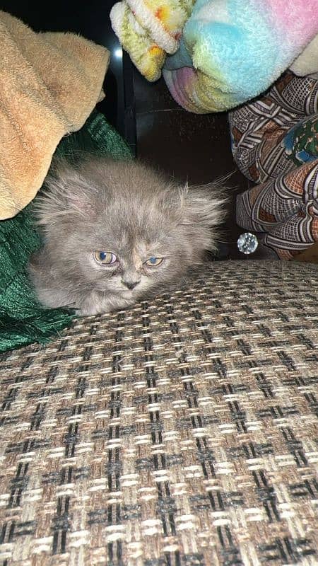 Persian cat 1