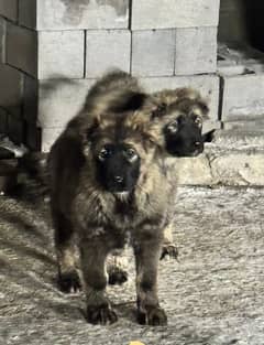 Imported Caucasian Shepherd puppies available for booking