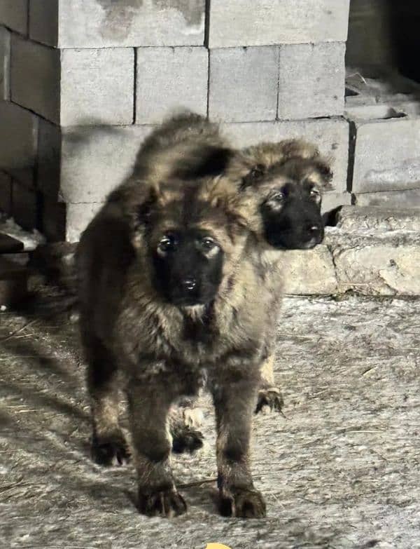 Imported Caucasian Shepherd puppies available for booking 0