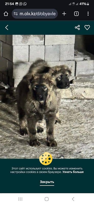 Imported Caucasian Shepherd puppies available for booking 1