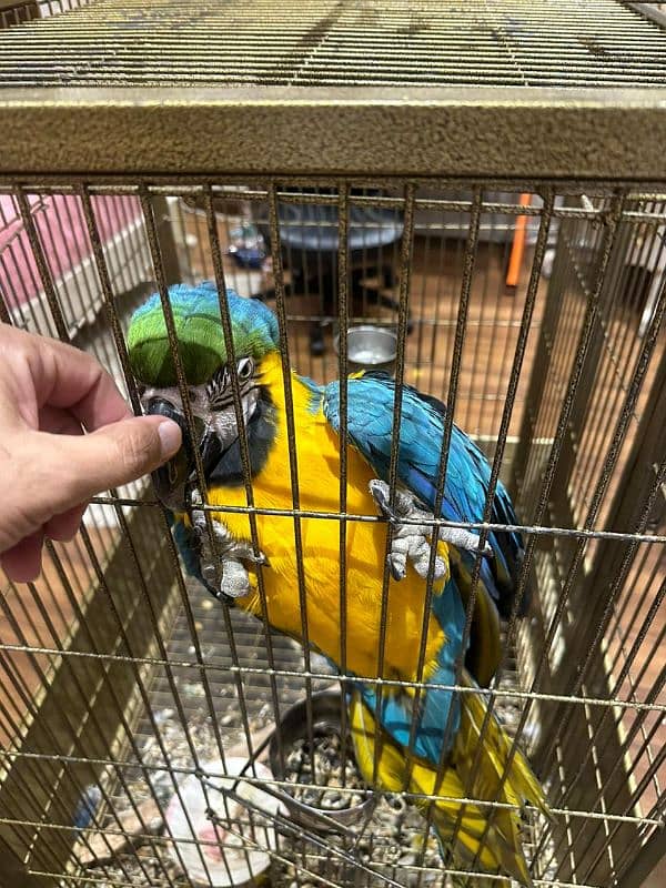 Macaw Blue and Gold Tamed 1