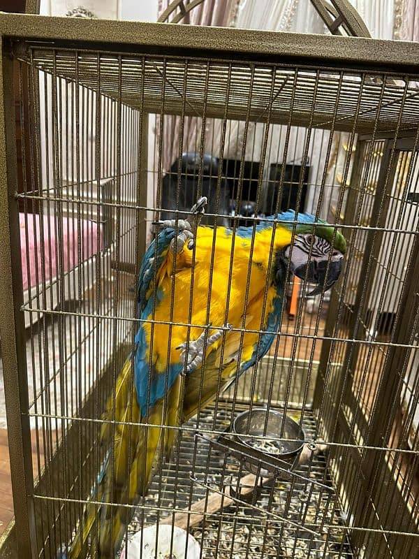 Macaw Blue and Gold Tamed 2