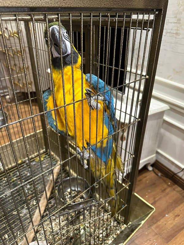 Macaw Blue and Gold Tamed 3