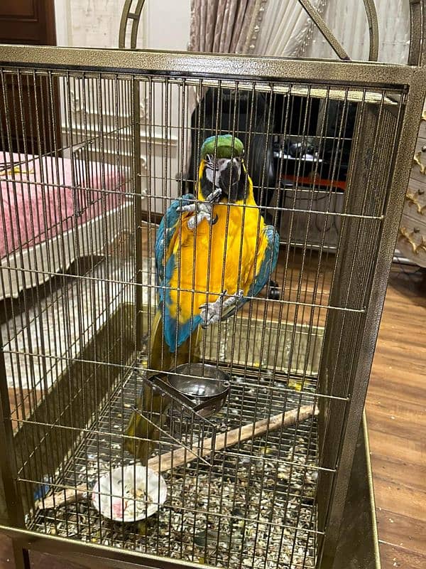 Macaw Blue and Gold Tamed 4