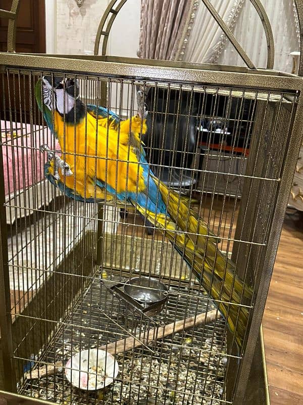 Macaw Blue and Gold Tamed 5