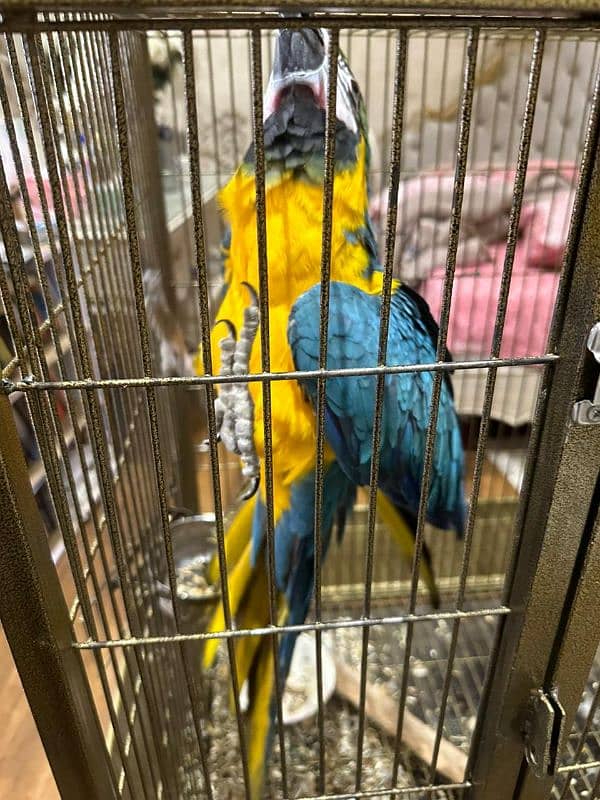 Macaw Blue and Gold Tamed 6