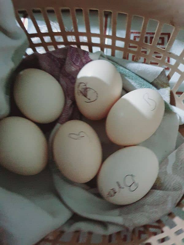 mianwali Aseel Eggs for sale 2