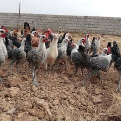 silver Misri breed. . . . . total pice 40 SALE OUT. . All okay. . .