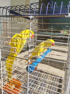 Yellow Ringneck parrot 2 Male available