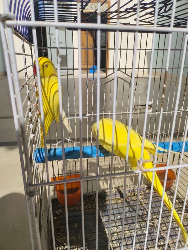 Yellow Ringneck parrot 2 Male available 1