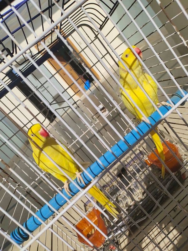 Yellow Ringneck parrot 2 Male available 2