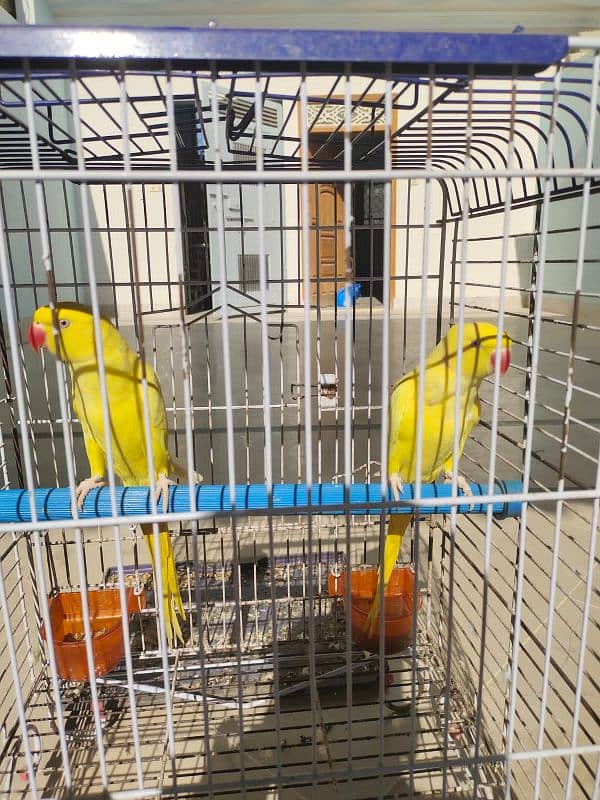 Yellow Ringneck parrot 2 Male available 3