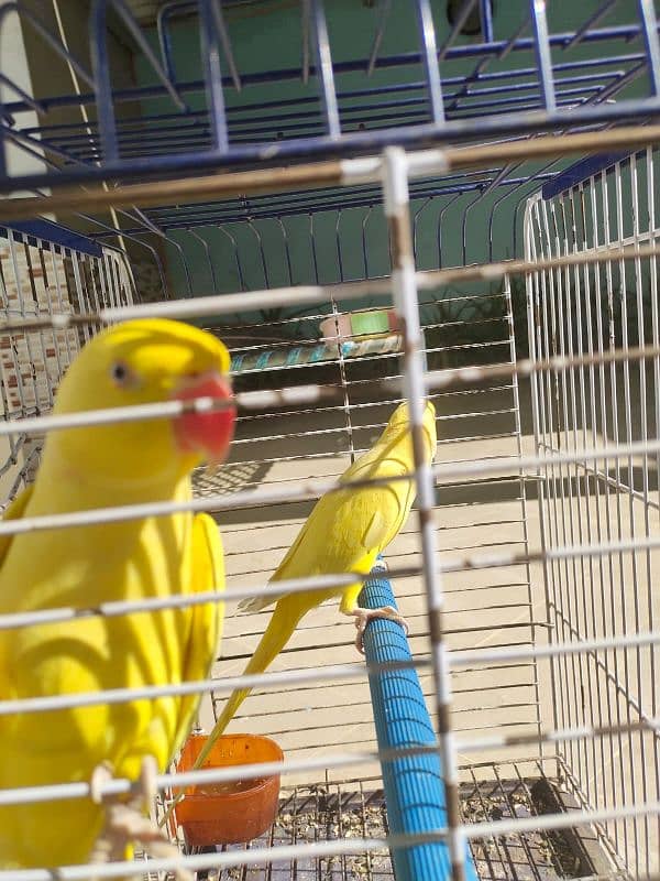 Yellow Ringneck parrot 2 Male available 4