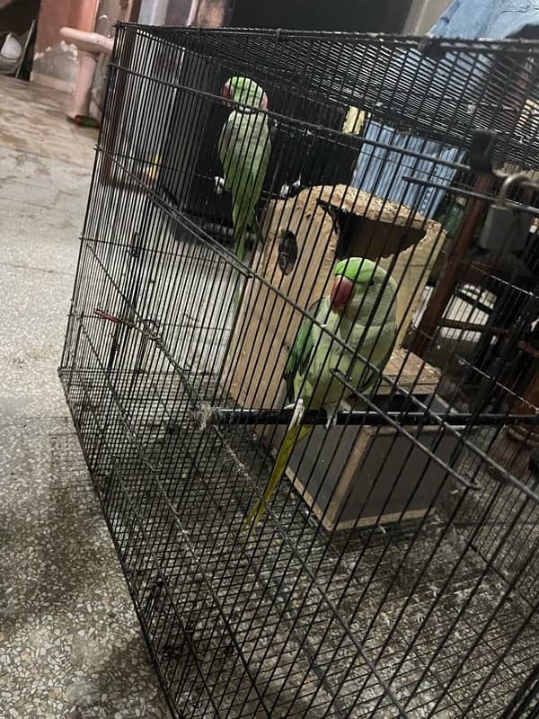 raw parrot 0