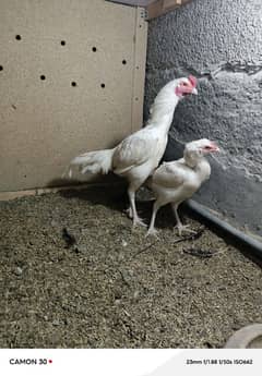 white heera aseel pair