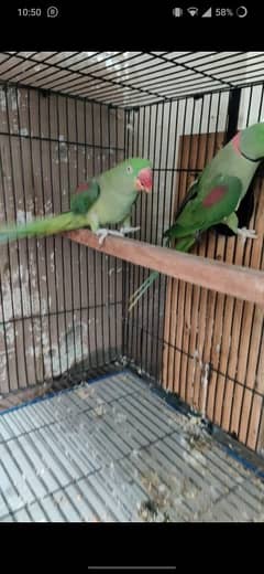 raw parrot pair breeder