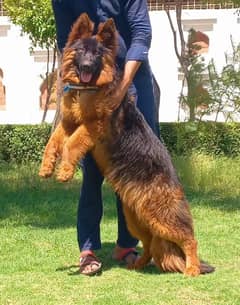 German Shepherd Female Dog | German Shepherd Dog For Sale